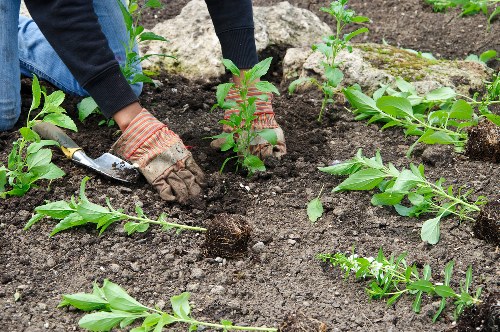 Experienced lawn care professionals at work