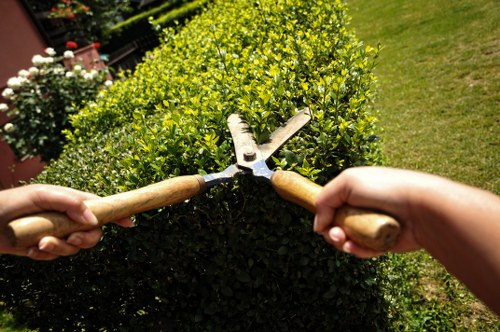 Team of arborists providing tree lopping services