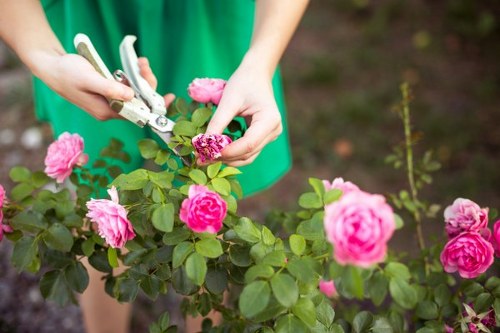 Eco-friendly lawn care practices in Muswell Hill